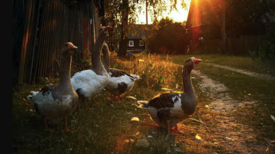Россиянам разрешили разводить птицу и кроликов на садовых участках