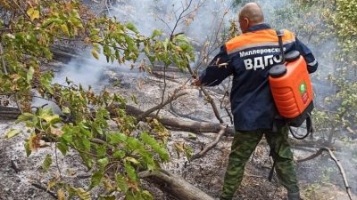 РОСТОВСКУЮ ОБЛАСТЬ ПРИЗНАЛИ АУТСАЙДЕРОМ ПО ЭФФЕКТИВНОСТИ ЛЕСНОГО ХОЗЯЙСТВА