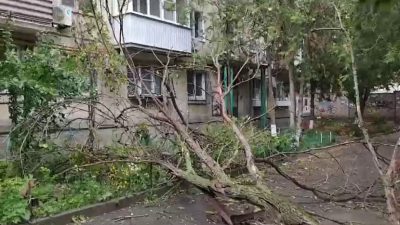 В Ростове опять падают сухие деревья, администрация — бездействует