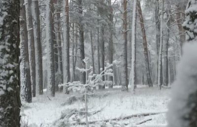 РОСТОВСКУЮ ОБЛАСТЬ НАКРЫЛ СНЕГОПАД В ДЕНЬ НАРОДНОГО ЕДИНСТВА