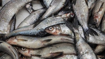 В АЗОВСКОМ МОРЕ СОКРАЩАЮТСЯ ЗАПАСЫ РЫБЫ