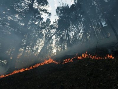 ПОЧТИ 400 ГА ЛЕСА ГОРЯТ В РОСТОВСКОЙ ОБЛАСТИ