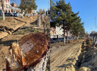 РЕЗОНАНСНАЯ ИСТОРИЯ С ВЫРУБКОЙ СОСЕН В НОВОЧЕРКАССКЕ ВЫШЛА НА ФЕДЕРАЛЬНЫЙ УРОВЕНЬ