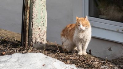 В МАТВЕЕВО-КУРГАНСКОМ РАЙОНЕ РОСТОВСКОЙ ОБЛАСТИ ВВЕЛИ КАРАНТИН ПО БЕШЕНСТВУ