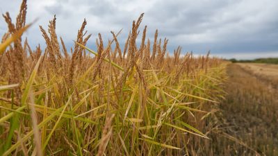 РОСТОВСКАЯ ОБЛАСТЬ НЕДОВЫПОЛНИЛА ПЛАН ПО ЭКСПОРТУ АГРОПРОДУКЦИИ НА 30%