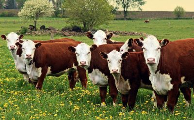 ВЛАСТИ РОСТОВСКОЙ ОБЛАСТИ ОБЪЯВИЛИ О РЕСТРУКТУРИЗАЦИИ ГОСПОДДЕРЖКИ АПК С 2026 ГОДА