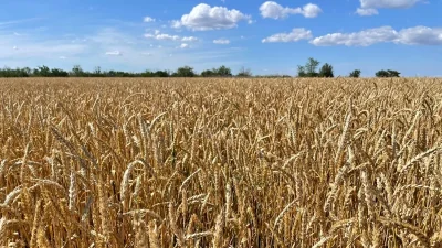 РОСТОВСКАЯ ОБЛАСТЬ ВВЕЛА МОРАТОРИЙ НА БАНКРОТСТВО СЕЛЬХОЗПРЕДПРИЯТИЙ