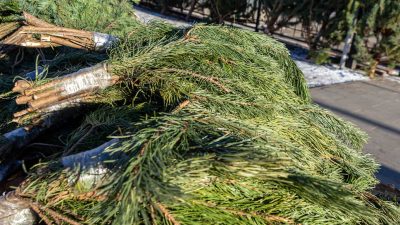 В РОСТОВЕ-НА-ДОНУ ОРГАНИЗУЮТ СБОР ХВОЙНЫХ ДЕРЕВЬЕВ НА ПЕРЕРАБОТКУ