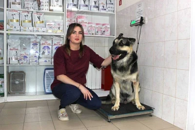 В РОСТОВЕ-НА-ДОНУ ОПРЕДЕЛИЛИ ДНИ ЛЬГОТНОЙ СТЕРИЛИЗАЦИИ ДОМАШНИХ ПИТОМЦЕВ В 2026 ГОДУ