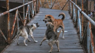 БАСТРЫКИН ВЗЯЛ ПОД КОНТРОЛЬ РАССЛЕДОВАНИЕ ДЕЛА О НАПАДЕНИИ БРОДЯЧИХ СОБАК НА ПРОХОЖИХ В РОСТОВЕ