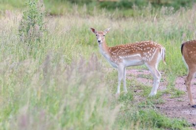 В РОСТОВСКОЙ ОБЛАСТИ ПЛАНИРУЮТ СОЗДАТЬ САФАРИ-ПАРК