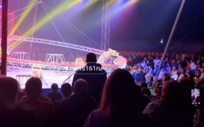 В РОСТОВСКОМ ЦИРКЕ ТИГР ЗАПРЫГНУЛ К ЗРИТЕЛЯМ ВО ВРЕМЯ ПРЕДСТАВЛЕНИЯ