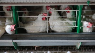 СТАРЕЙШУЮ ПТИЦЕФАБРИКУ РОСТОВСКОЙ ОБЛАСТИ ПРИЗНАЛИ БАНКРОТОМ