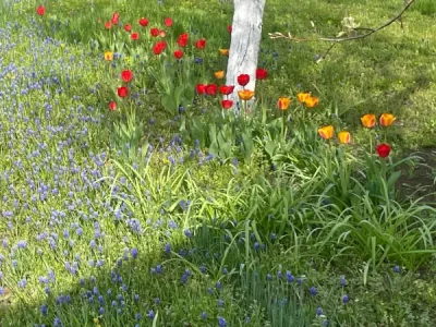 В РОСТОВЕ НЕ СОСТОЯЛСЯ КРУПНЫЙ ТЕНДЕР НА ЛАНДШАФТНУЮ ПЛАНИРОВКУ ГОРОДА