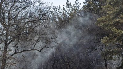 НА ДОНУ ВВЕДЕН ЗАПРЕТ НА ВЪЕЗД В ЛЕСА